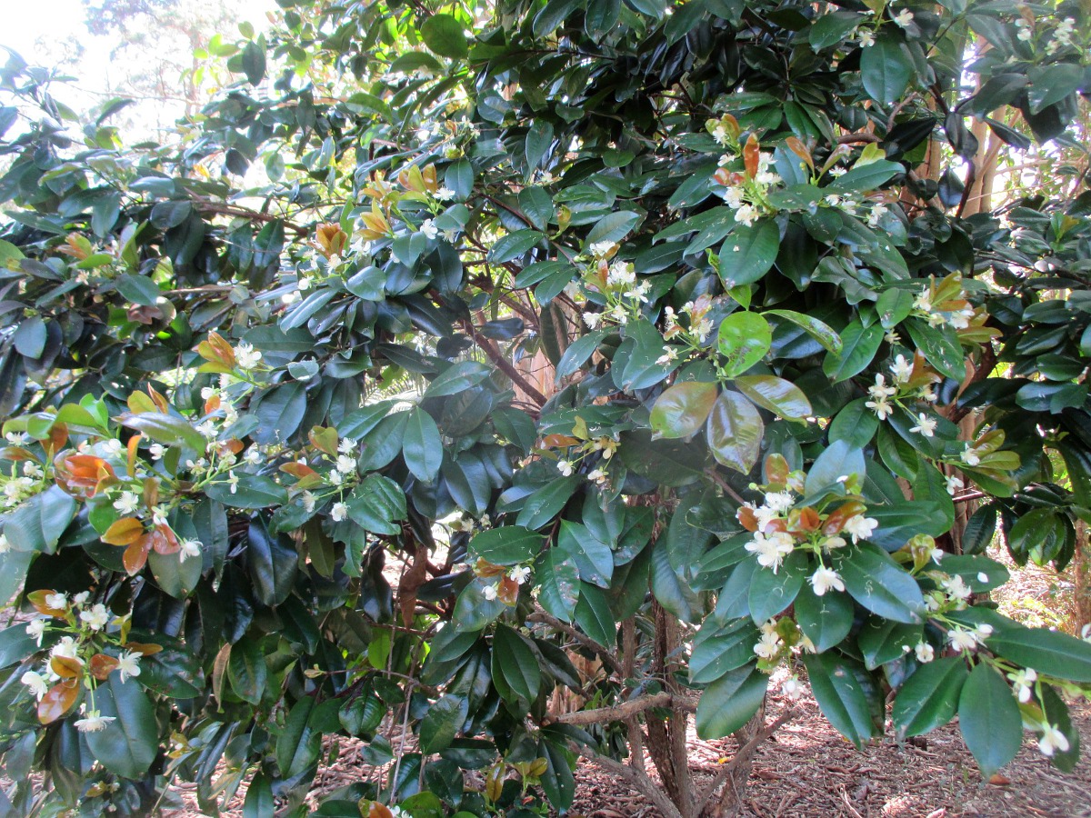 Изображение особи Eugenia brasiliensis.