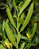 Cneorum tricoccon