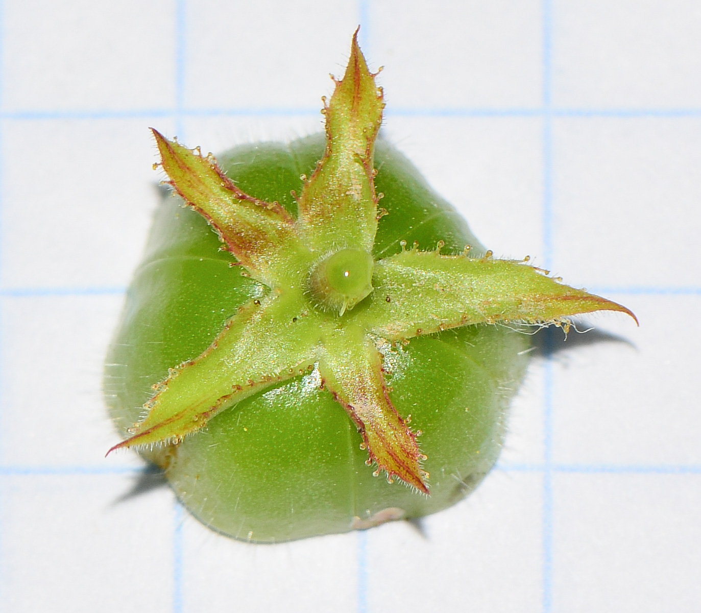 Image of Jatropha gossypiifolia specimen.