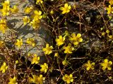 Ranunculus reptans. Верхушки побегов с цветками, бутонами и плодами. Магаданская обл., Ольский р-н, окр. пос. Армань, оз. Соленое, каменистый берег. 16.07.2017.