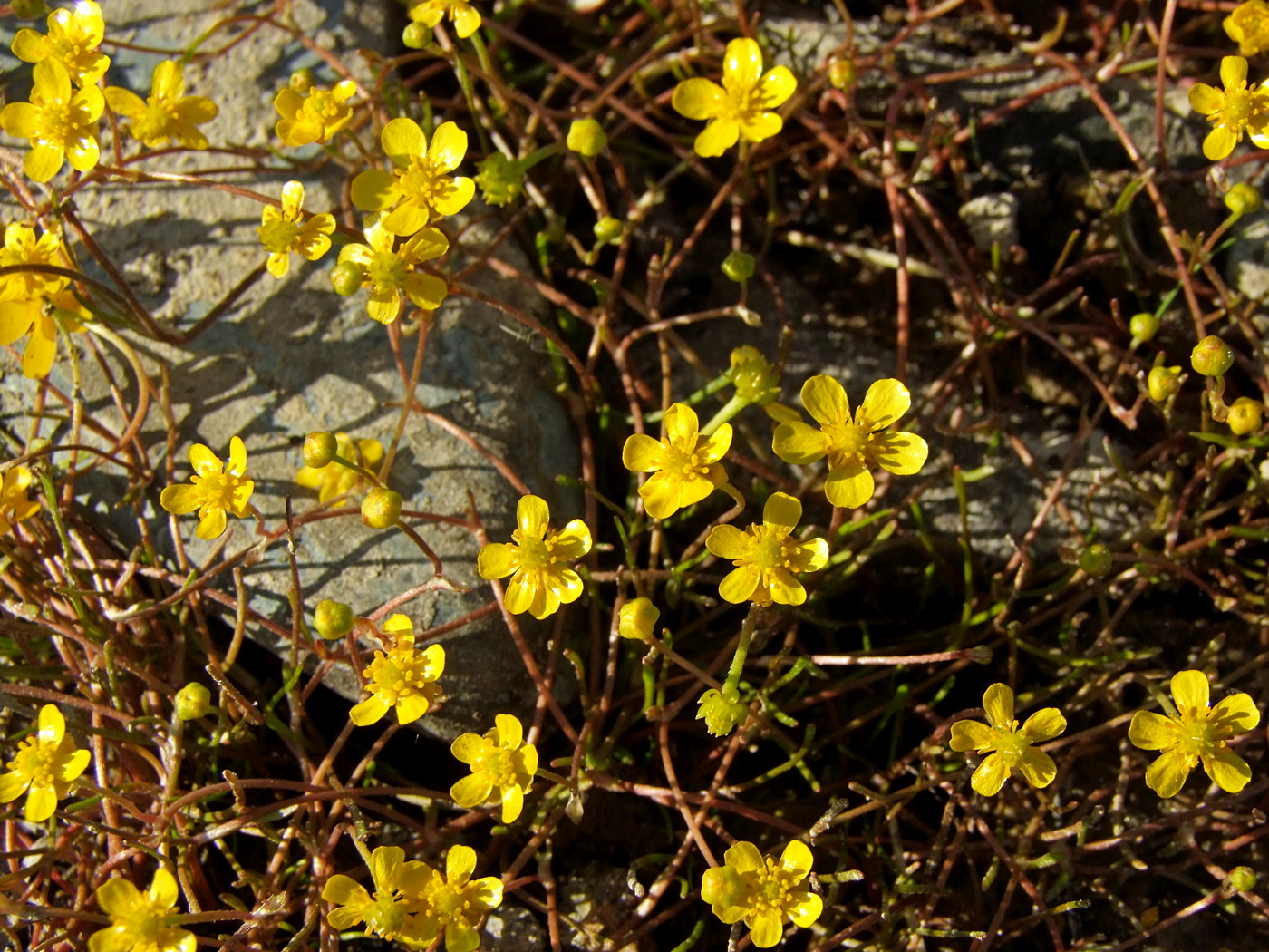 Image of Ranunculus reptans specimen.