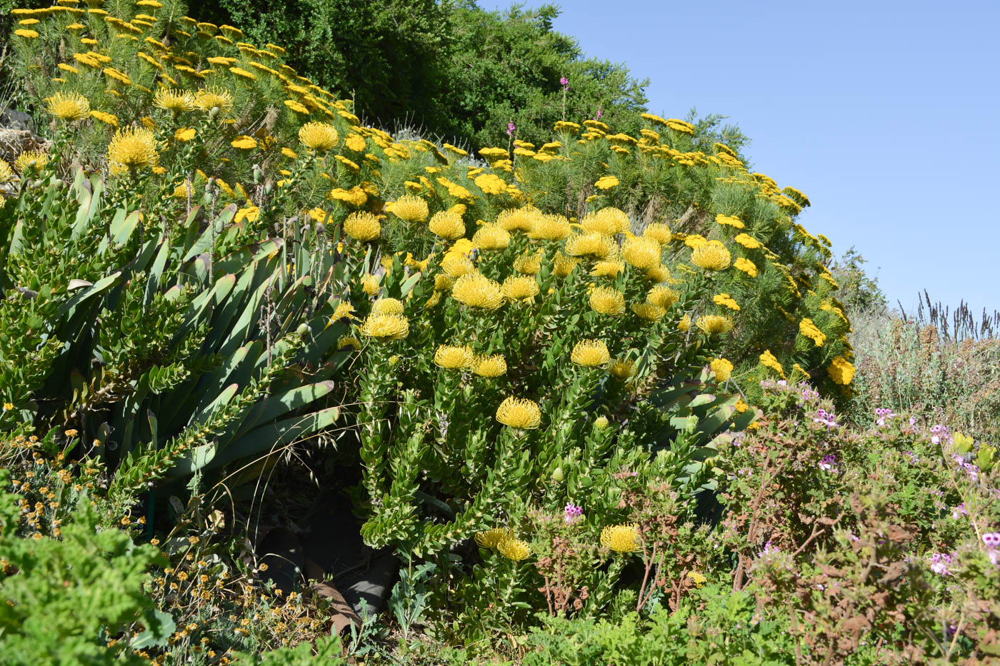 Изображение особи род Leucospermum.