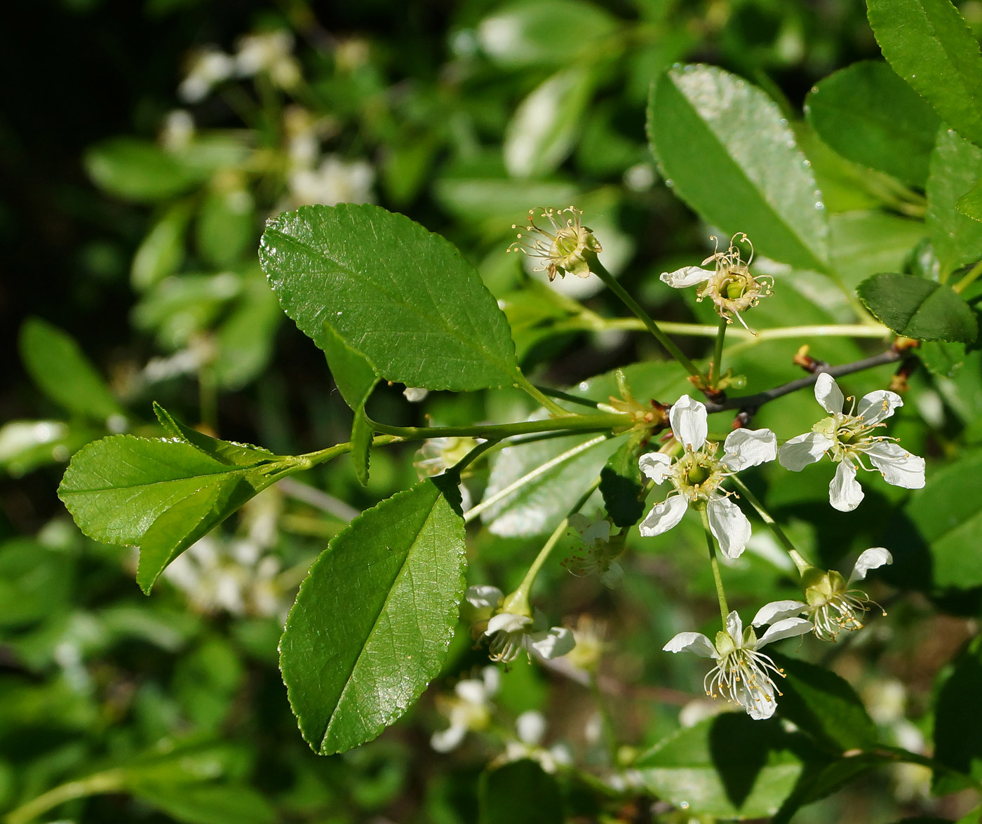 Изображение особи Cerasus fruticosa.