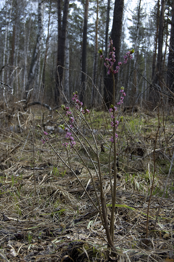 Image of Daphne mezereum specimen.