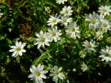 Stellaria ruscifolia. Цветки. Магаданская обл., окр. г. Магадан, побережье бухты Гертнера, среди крупных камней на берегу. 29.07.2007.