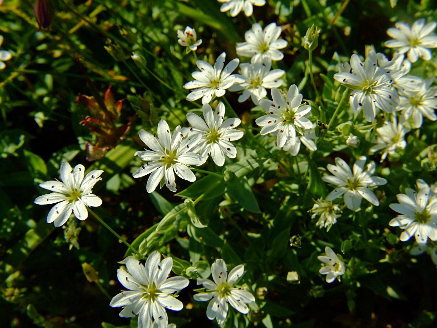 Image of Stellaria ruscifolia specimen.