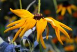 Rudbeckia hirta