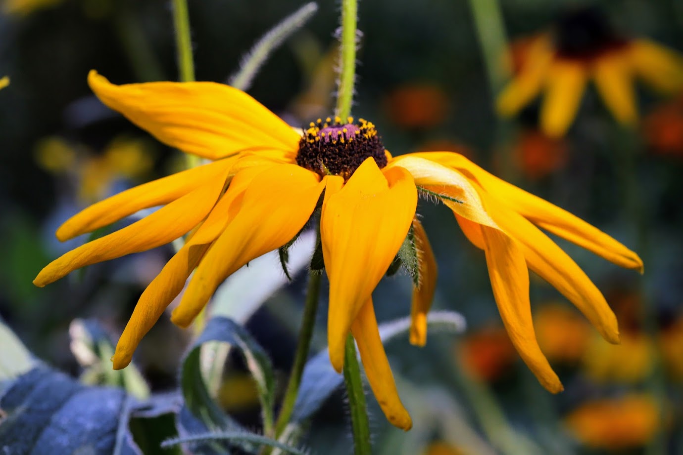 Изображение особи Rudbeckia hirta.