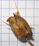 Image of taxon representative. Author is Анна Малыхина