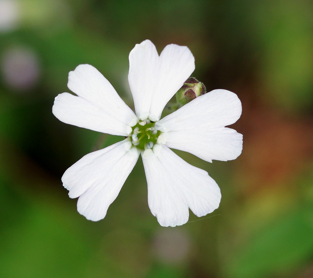 Изображение особи Lychnis sibirica.