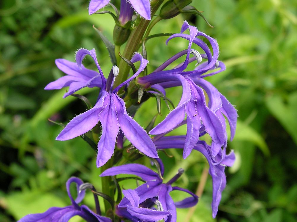 Изображение особи Lobelia sessilifolia.