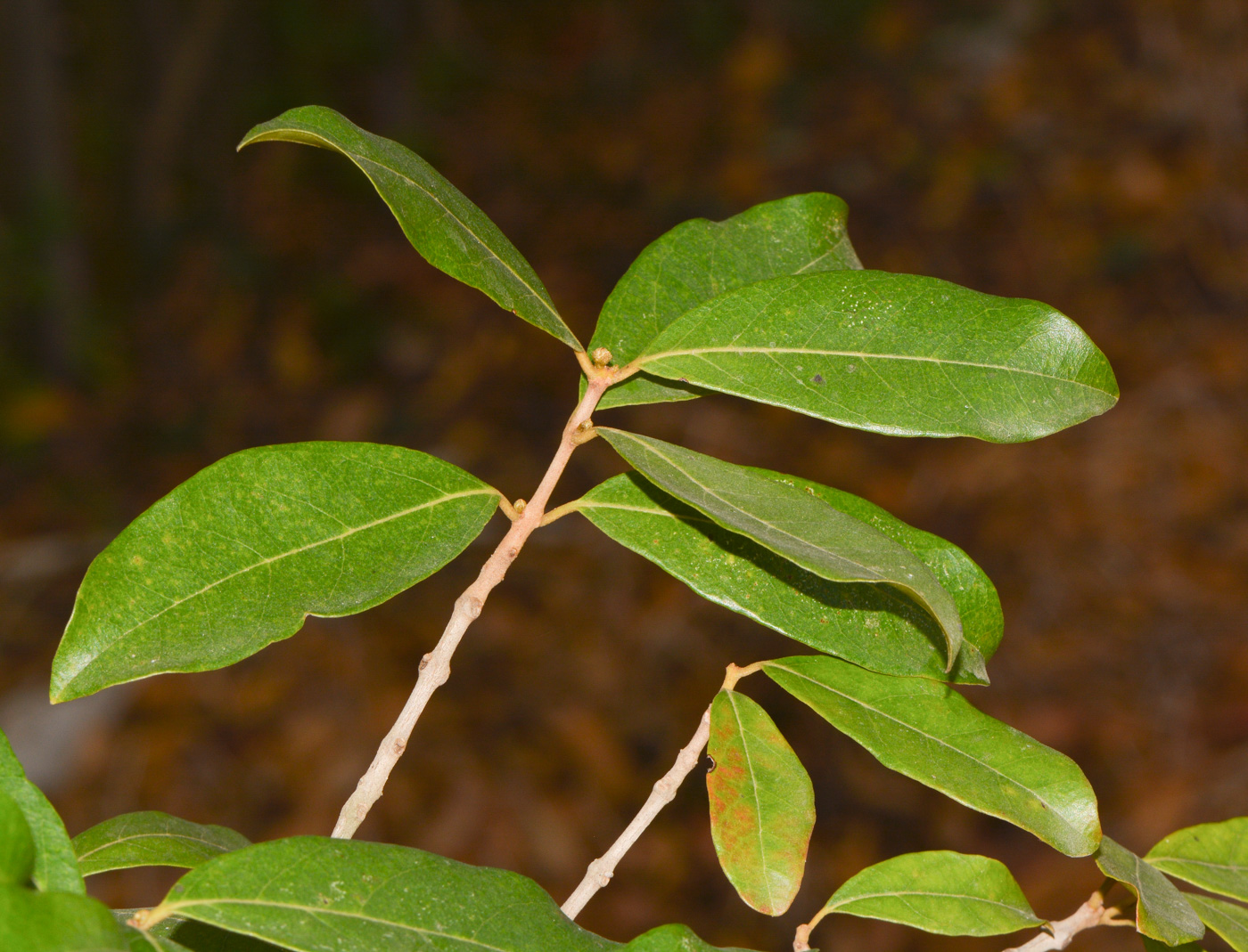 Изображение особи Combretum erythrophyllum.