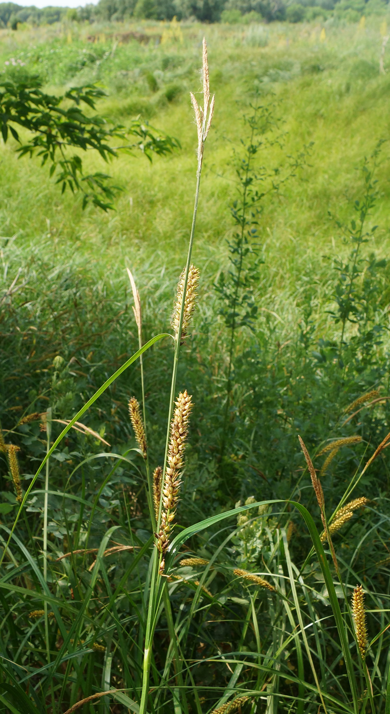 Изображение особи Carex vesicaria.