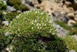 Astragalus angustifolius