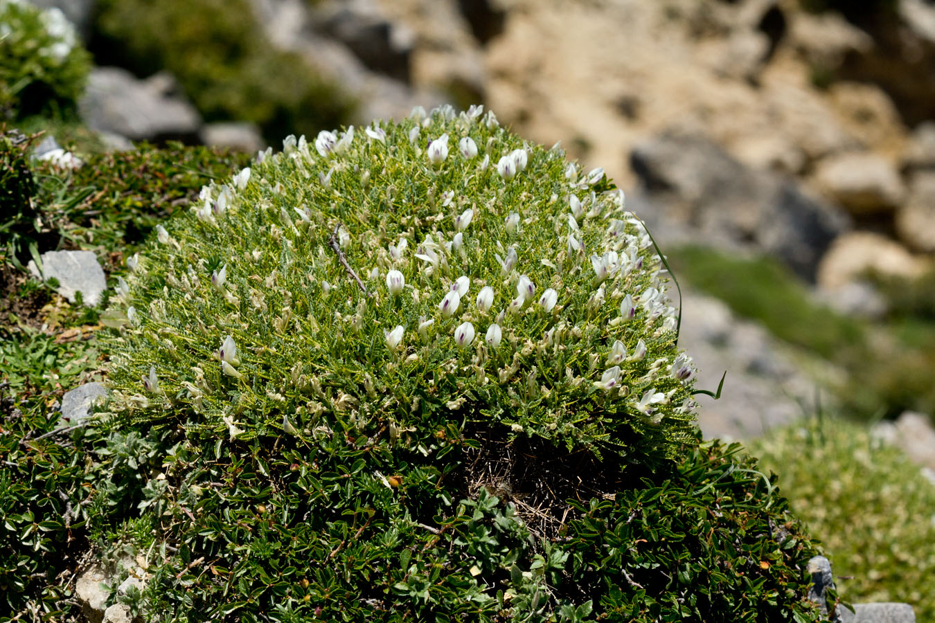 Изображение особи Astragalus angustifolius.