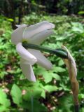 Narcissus poeticus