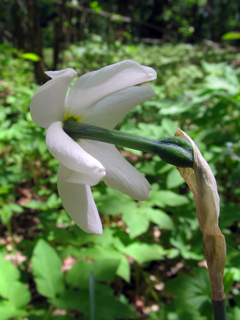 Изображение особи Narcissus poeticus.