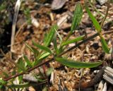 Stellaria fennica. Средняя часть стебля с листьями и развивающимися побегами обогащения. Архангельск, свалка. 13 мая 2010 г.