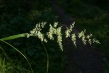 Calamagrostis epigeios. Верхушка побега с соцветием. Псковская обл., ок. 1 км к ю.-з. от дер. Лудони у шоссе М20, елово-сосновый лес, обочина грунтовой дороги. 09.08.2017.