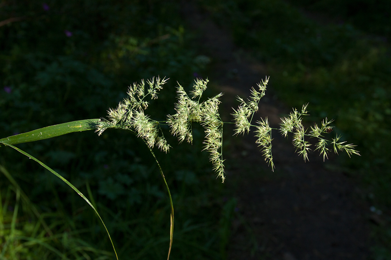 Изображение особи Calamagrostis epigeios.