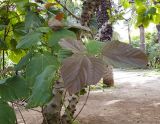 Ficus auriculata. Верхушка веточки с молодыми листьями. Израиль, Шарон, г. Тель-Авив, ботанический сад тропических растений. 22.01.2018.