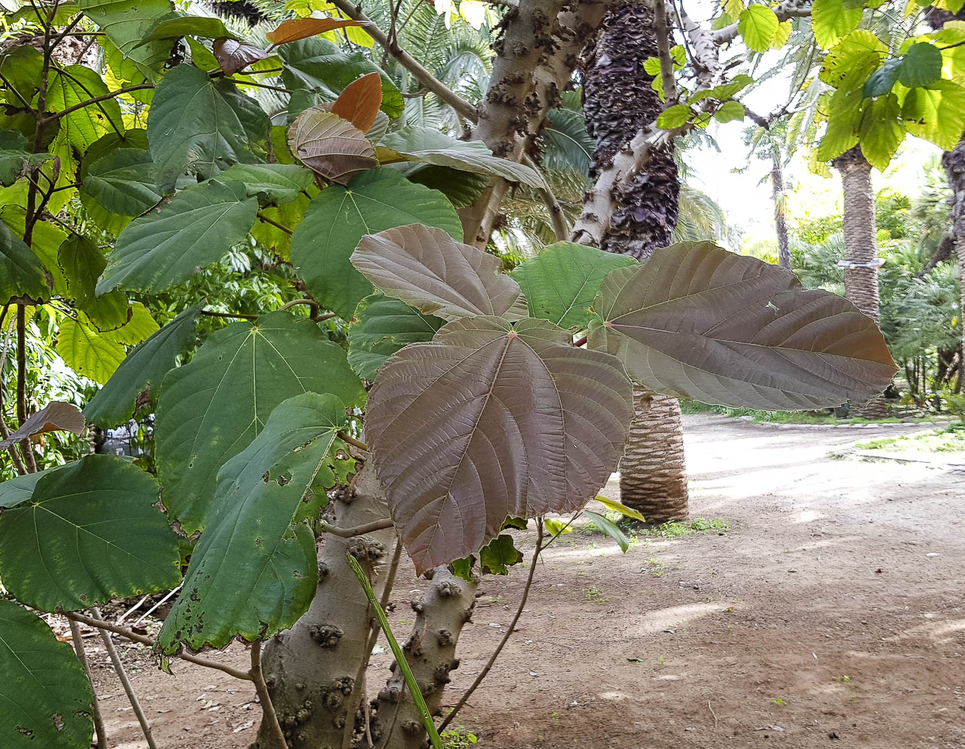 Изображение особи Ficus auriculata.