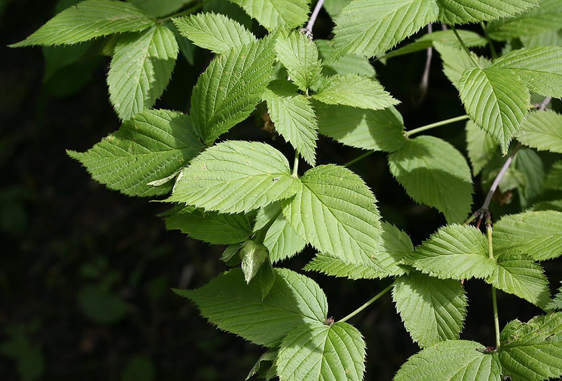 Image of Rhodotypos scandens specimen.