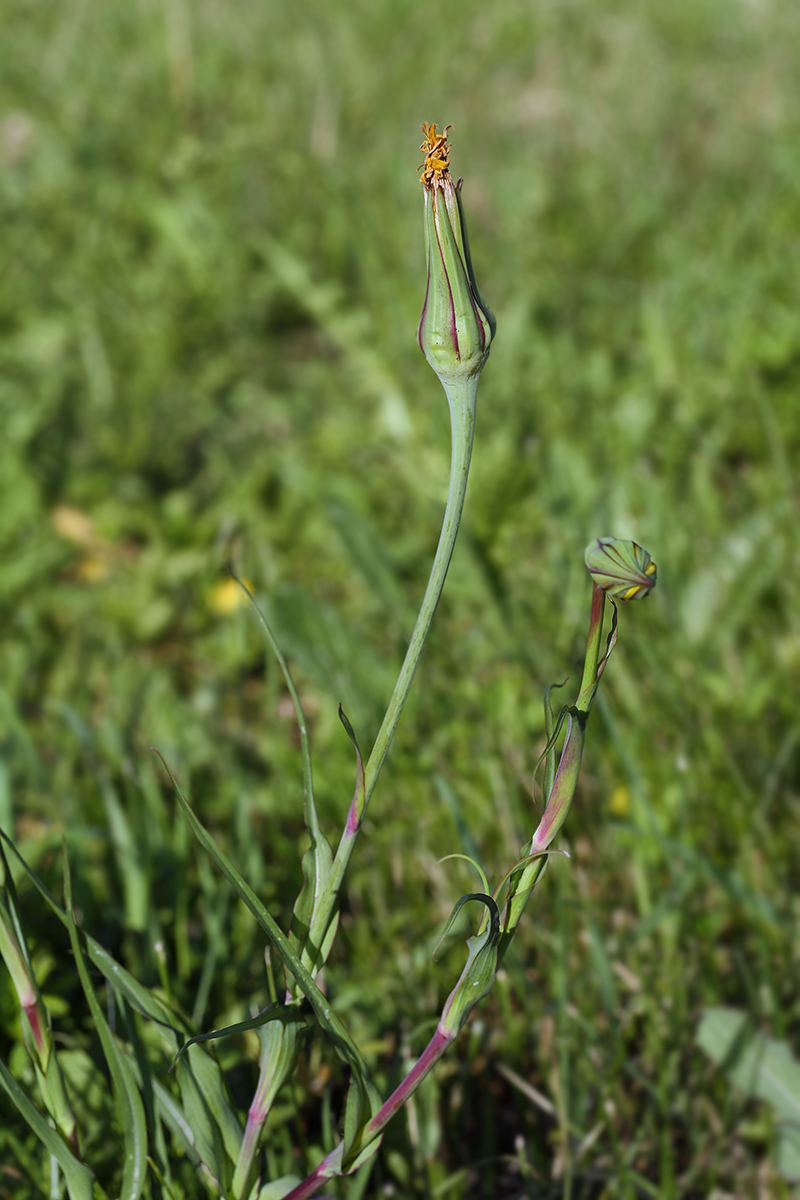 Изображение особи Tragopogon pratensis.