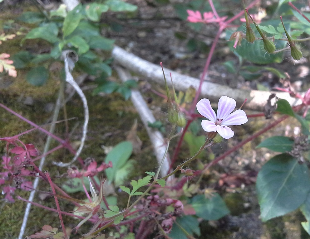 Image of Geranium robertianum specimen.
