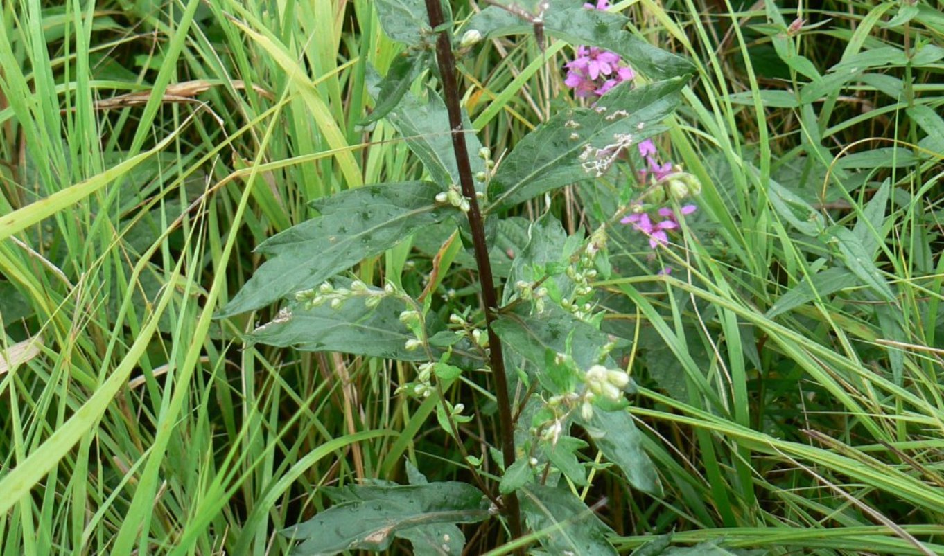 Image of Artemisia stolonifera specimen.