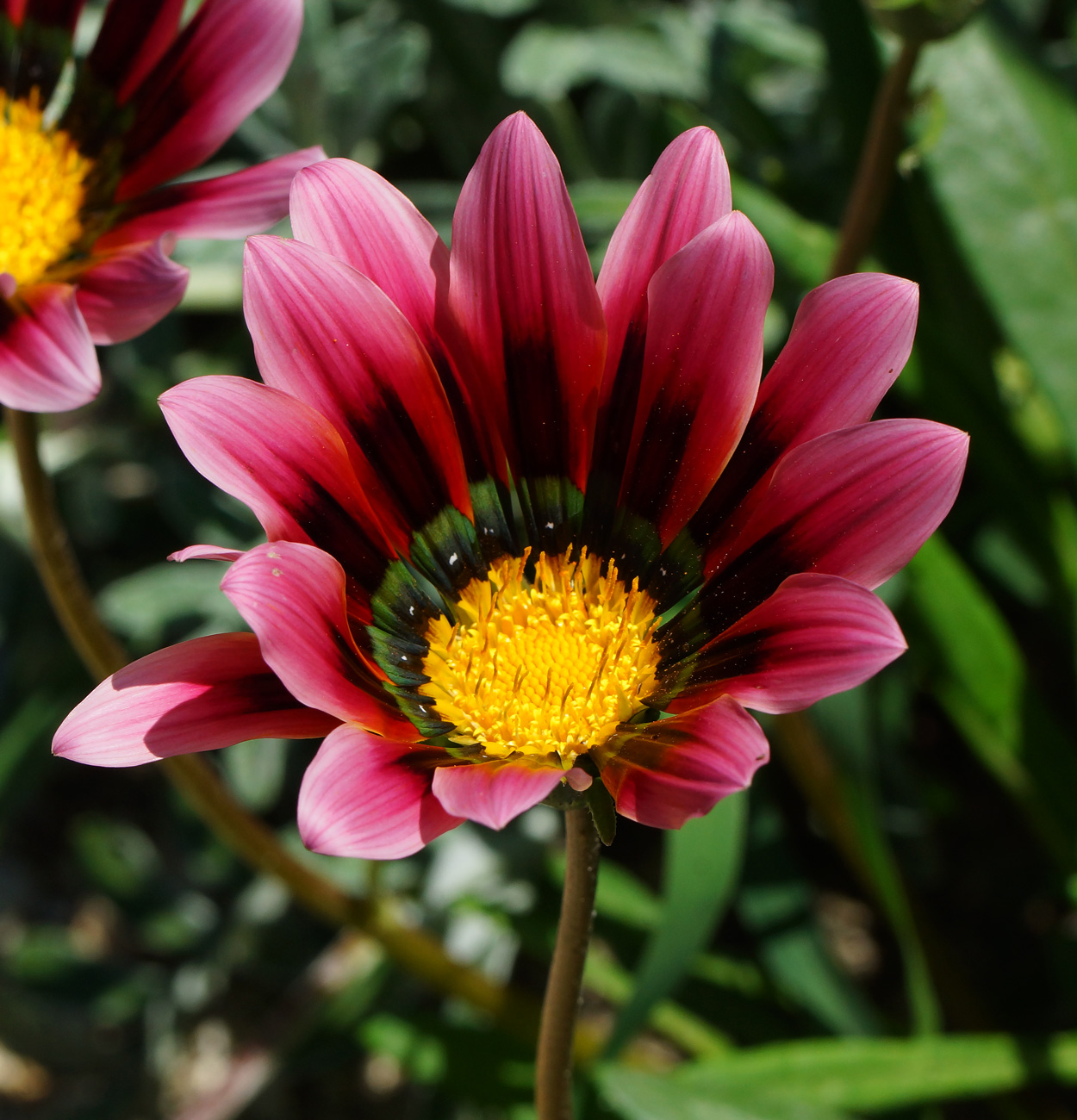 Image of Gazania rigens specimen.