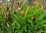 Heliconia psittacorum
