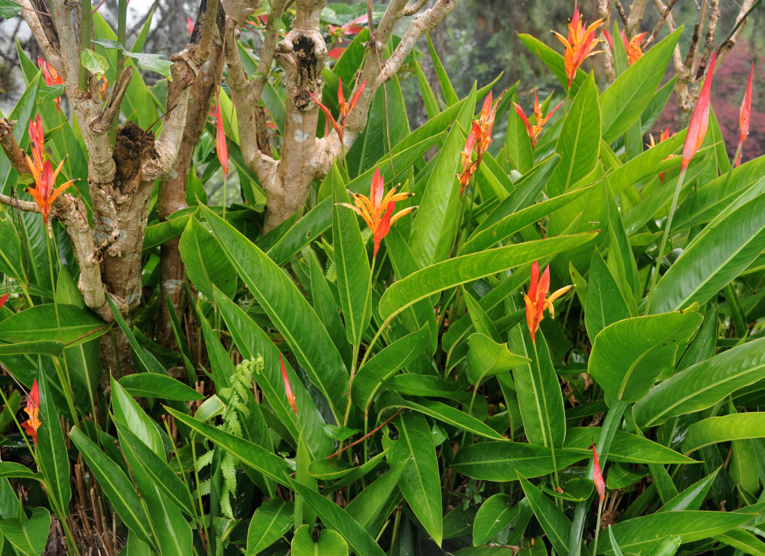 Image of Heliconia psittacorum specimen.