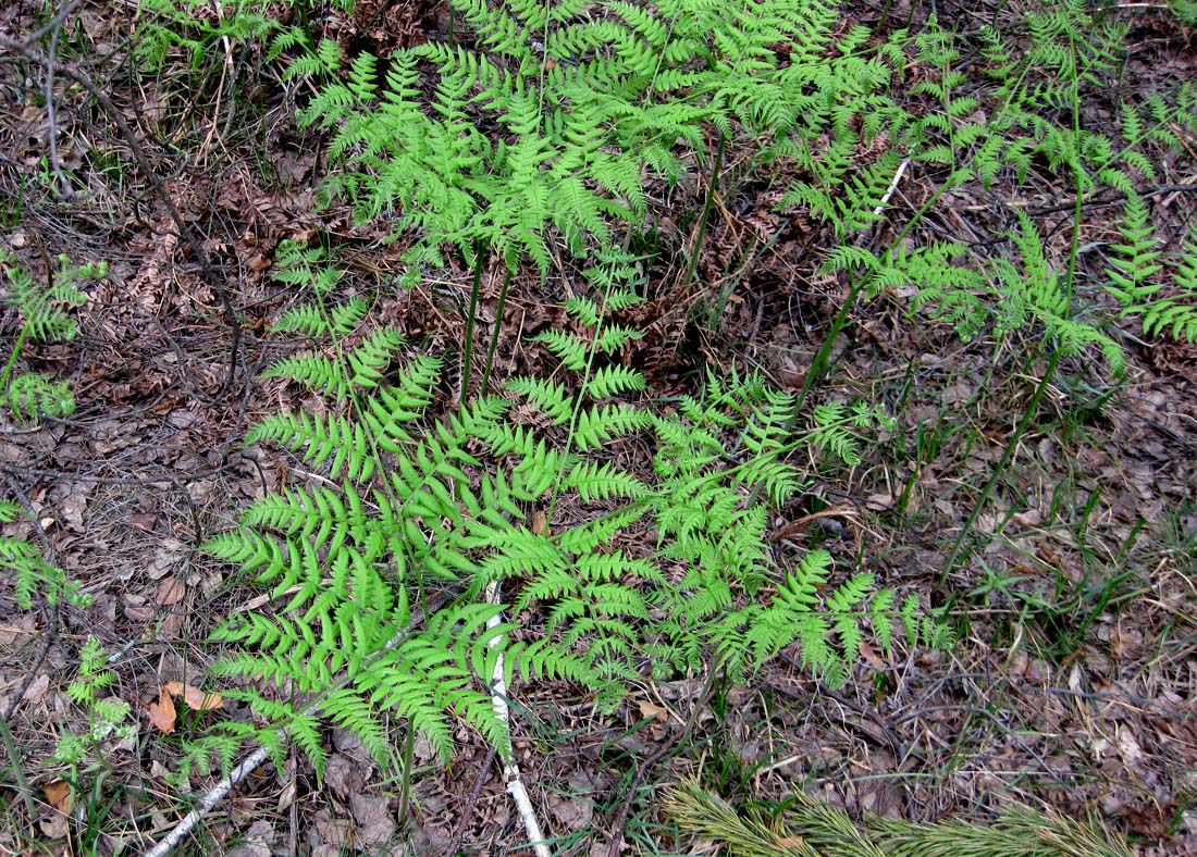 Изображение особи Pteridium pinetorum.