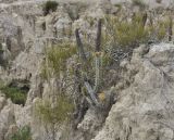 genus Corryocactus. Плодоносящее растение. Боливия, окр. г. Ла-Пас, Лунная долина, бэдленд. 15 марта 2014 г.