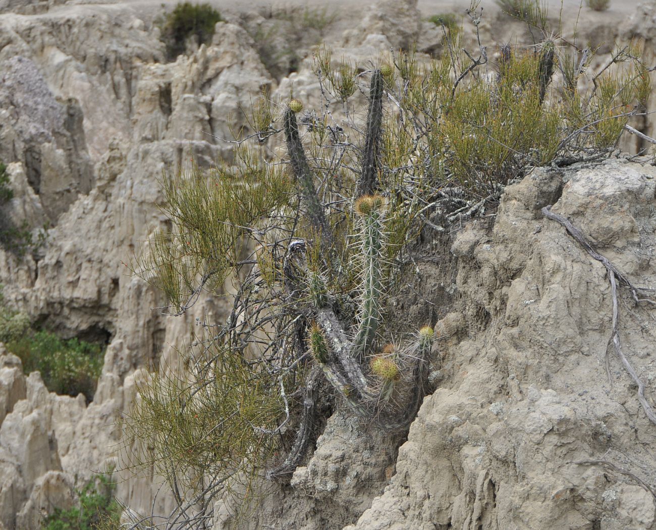 Image of genus Corryocactus specimen.