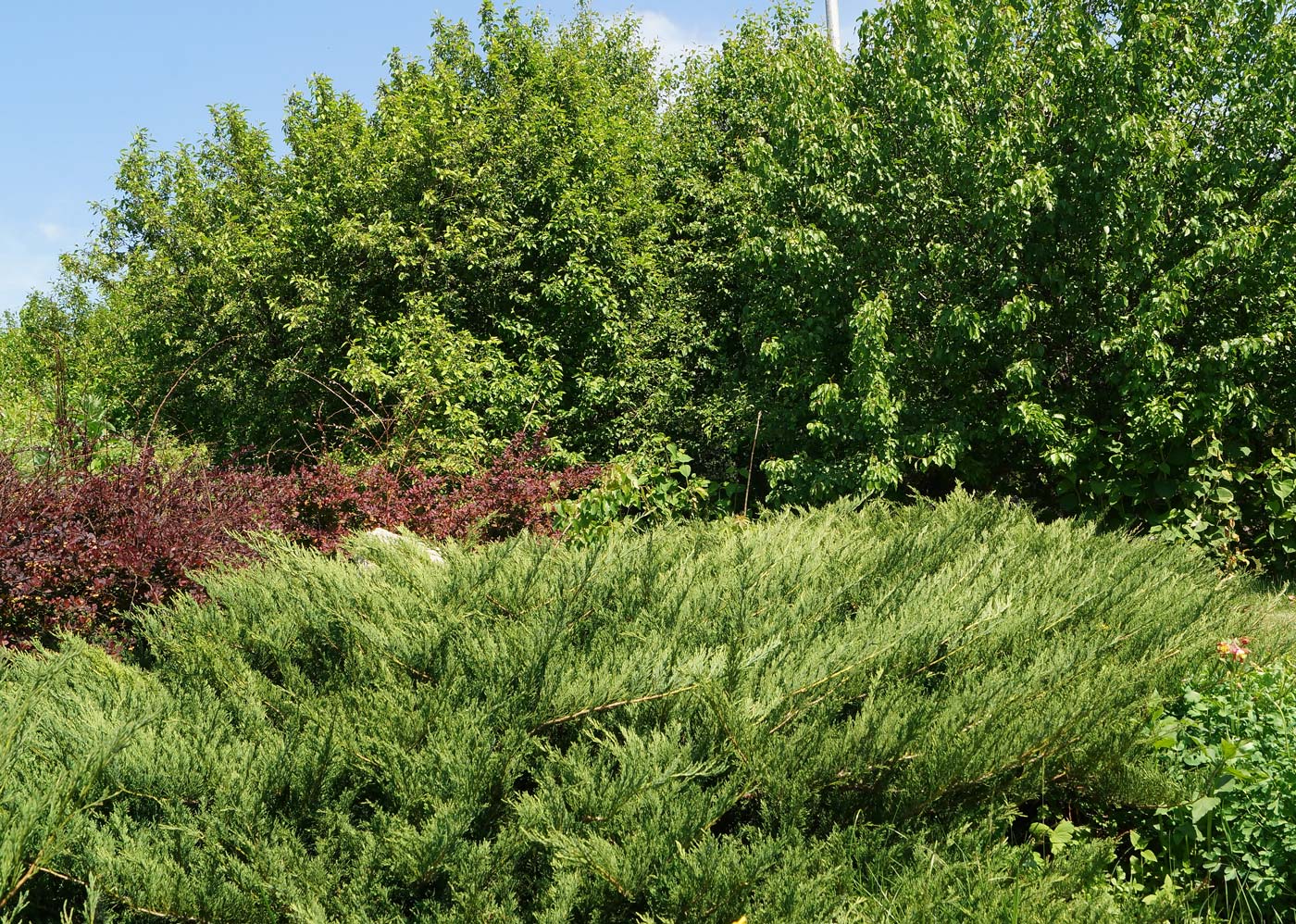 Image of Juniperus sabina specimen.