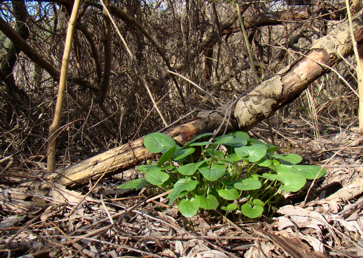 Изображение особи Ficaria calthifolia.