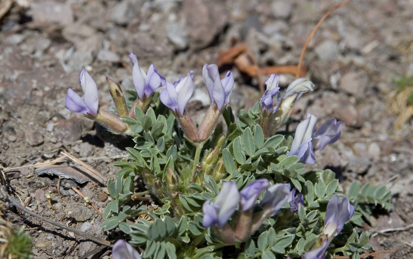 Изображение особи Oxytropis mixotriche.