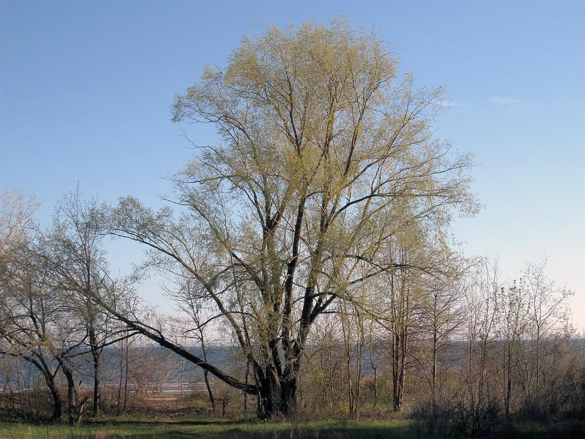 Изображение особи Salix alba.