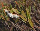 Chamaedaphne calyculata