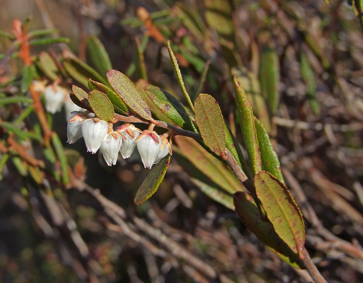 Image of Chamaedaphne calyculata specimen.