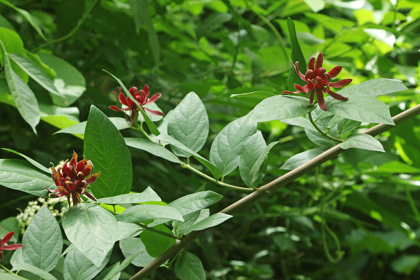 Изображение особи Calycanthus floridus.