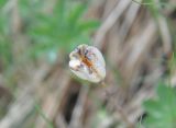 Fritillaria ophioglossifolia. Плод. Грузия, Казбегский муниципалитет, вост. склон горы Казбек, травянистый склон, ≈ 2100 м н.у.м. 22.05.2018.