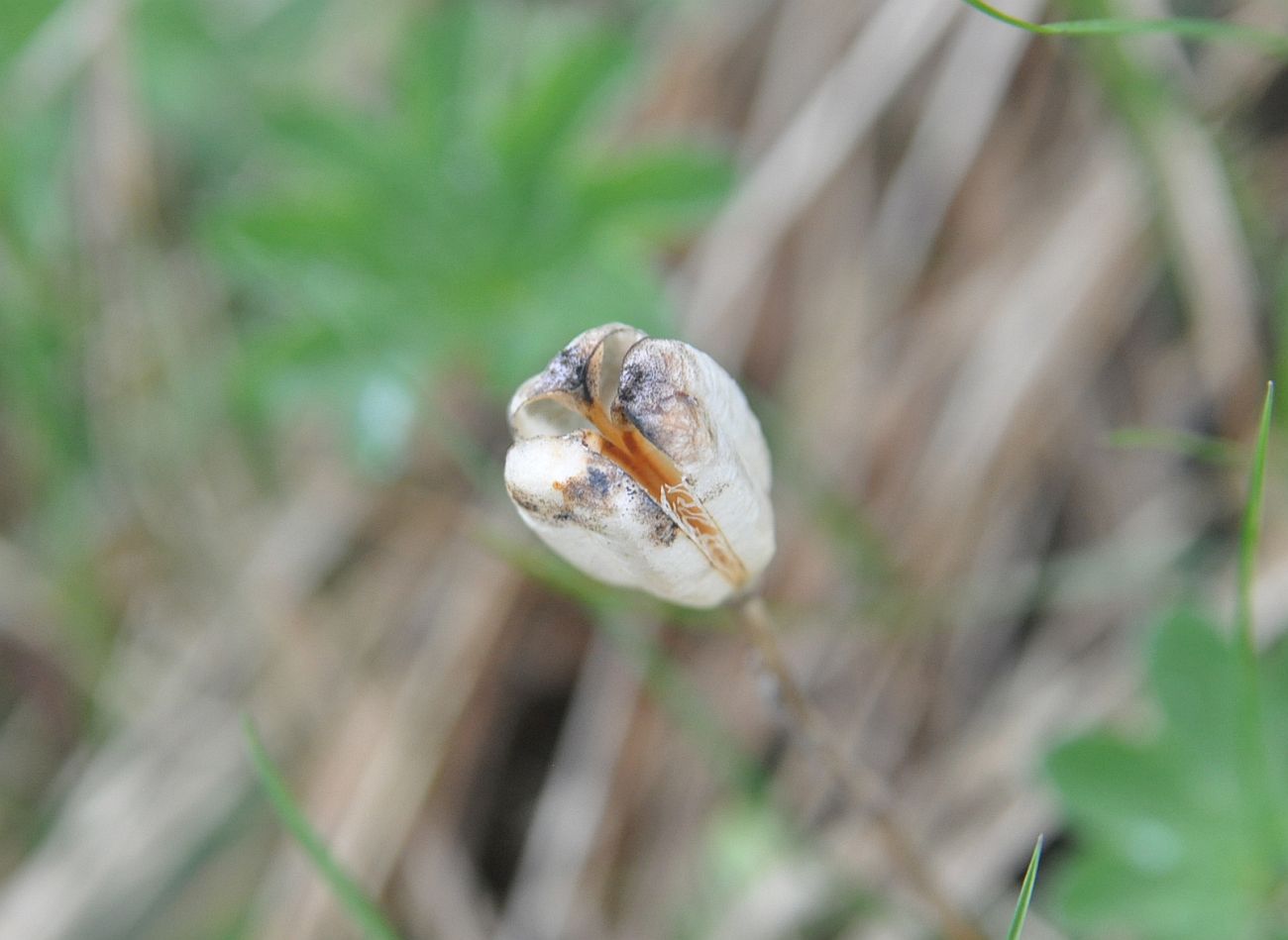 Image of Fritillaria ophioglossifolia specimen.