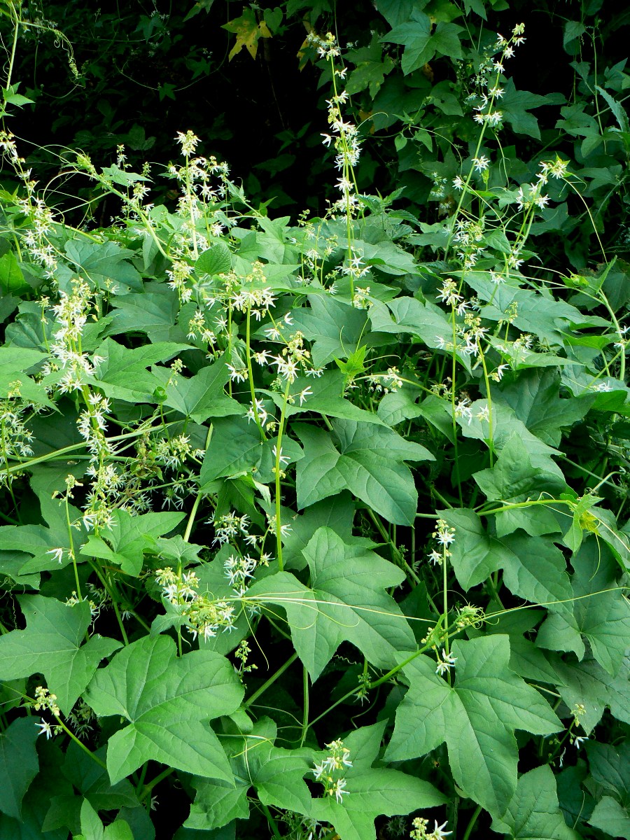 Изображение особи Echinocystis lobata.