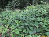 Rubus serpens. Вегетирующее растение. Украина, Львовская обл., Сколевский р-н, национальный природный парк \"Сколевские Бескиды\", окр. с. Каменка, буковый лес. 28.05.2018.