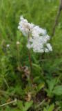 Anemone sylvestris