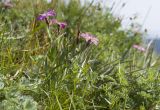 Dianthus oschtenicus. Цветущие растения. Адыгея, Кавказский биосферный заповедник, окр. Азишского перевала, ≈ 1700 м н.у.м., низкотравный субальпийский луг. 28.07.2018.