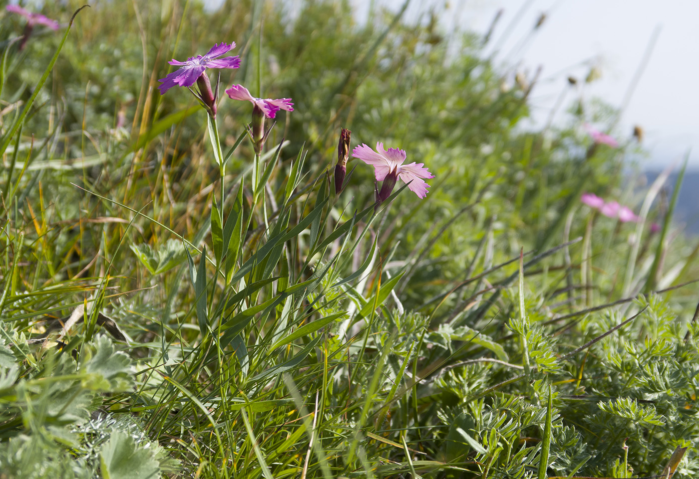 Image of Dianthus oschtenicus specimen.